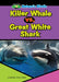 Killer Whale vs. Great White Shark by Joanne Mattern