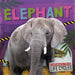 Elephant by E. C. Andrews