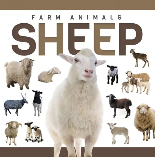 Sheep by Eliza Nodes