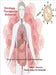 Oncology therapeutic deliveries: Application of transformative drug delivery systems in pharmacology by Rama Satya Sri Kotipalli