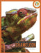 Chameleon by Jen Frantz