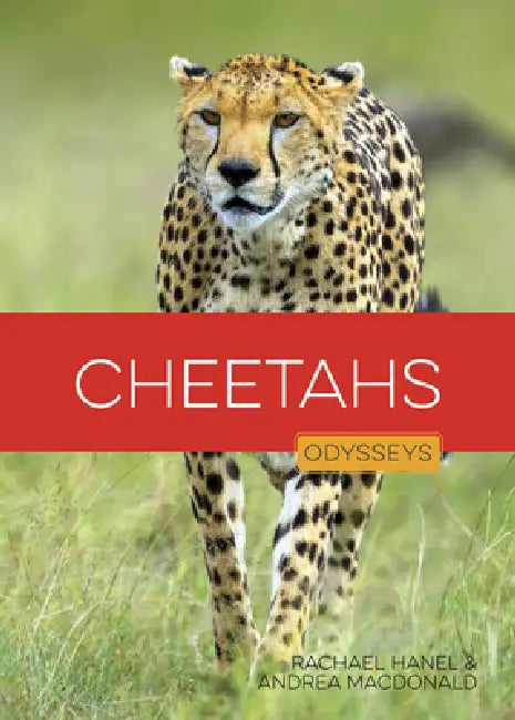 Cheetahs by Rachael Hanel, Andrea MacDonald