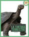 La Tortuga Terrestre by Jen Frantz