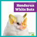 Honduran White Bats by Jenna Lee Gleisner