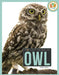 Owl by Pamela Dell