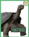 Tortoise by Jen Frantz
