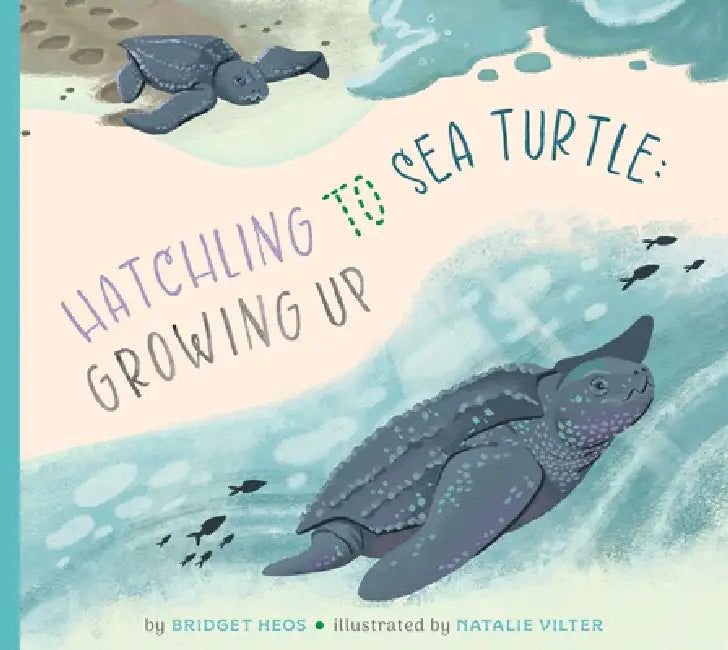 Hatchling to Sea Turtle: Growing Up by Bridget Heos, Natalie Vilter