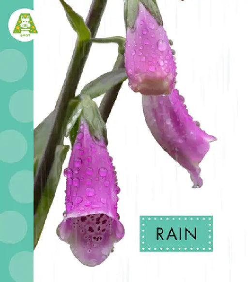 Rain by Anastasia Suen