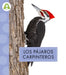 Los Pájaros Carpinteros by Anastasia Suen