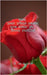 Roses: Advanced Production Techniques, Value Addition, and Marketing Strategies by Dr S K Tyagi