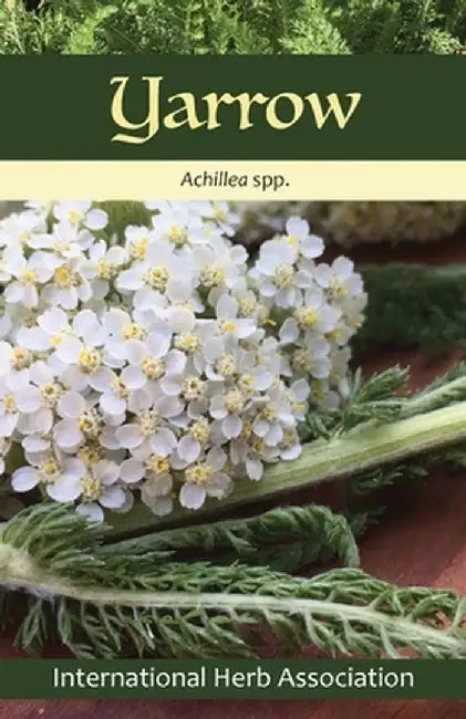 Yarrow: Herb of the Year(TM) 2024 by Kathleen Connole
