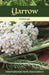 Yarrow: Herb of the Year(TM) 2024 by Kathleen Connole