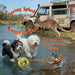 Spring Splash and the Kangaroo Dash: Hope and Ollie's Kindness Across Species: A Bilingual Story / Chapuzón de Primavera y la Carrera del Canguro by Blanca N. Pulido