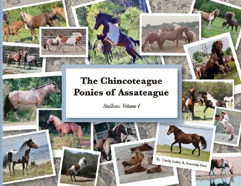 The Chincoteague Ponies of Assateague: Volume I Stallions by Amanda Geci, Linda Insley, Rebekah Hart