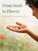 From Seed to Flower by Mancy Mathew