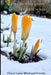 Flowers and Snow: Spring Hints at Renewal by Cheryl Lunar Wind